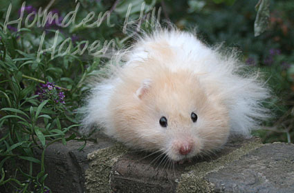 Jolly Cream Giant- Red Eyed Cream Banded Longhaired